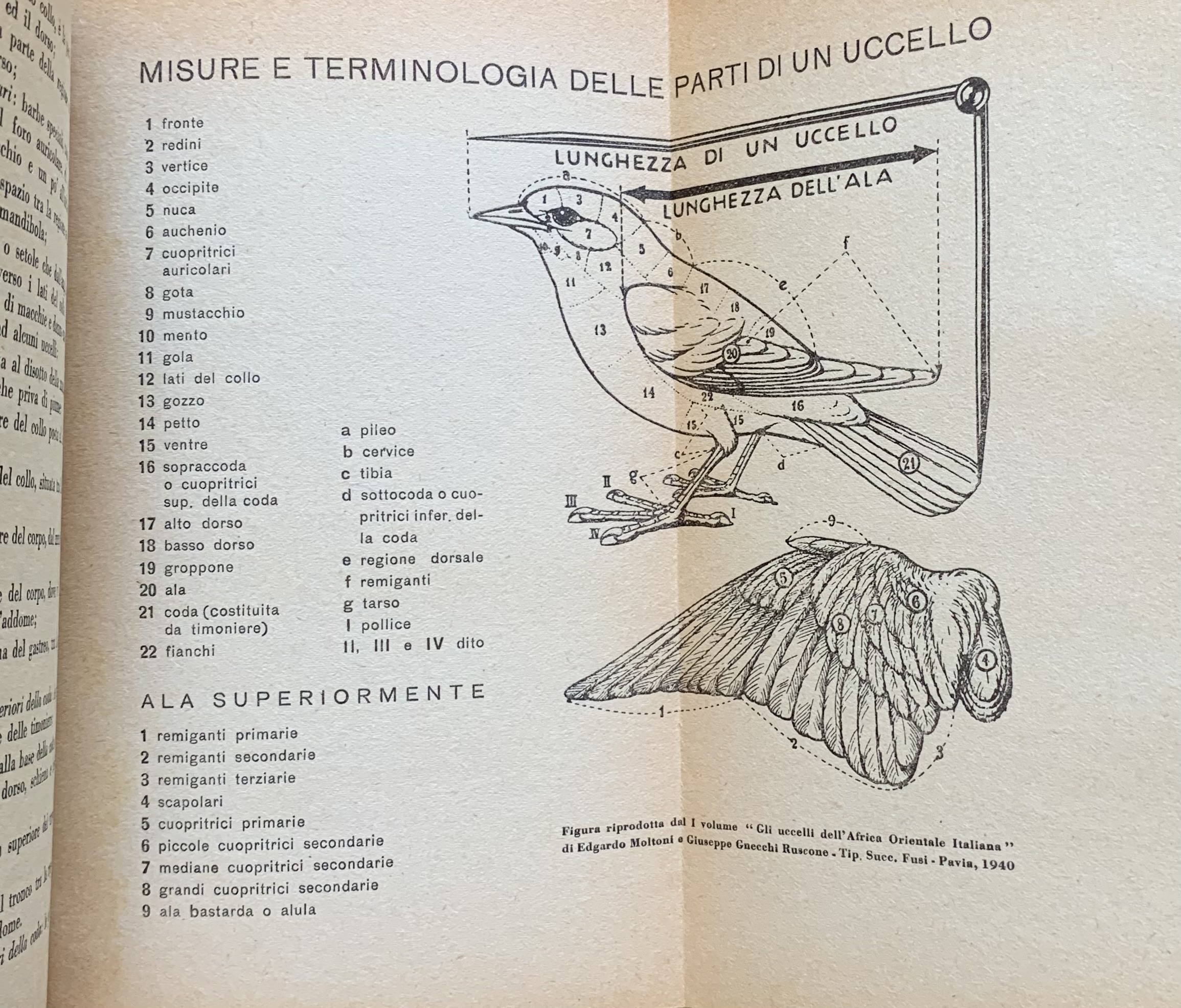 Enrico Caffi - Gli uccelli del bergamasco  [Edizioni S.E.S.A. Bergamo, 1951] - immagine 4