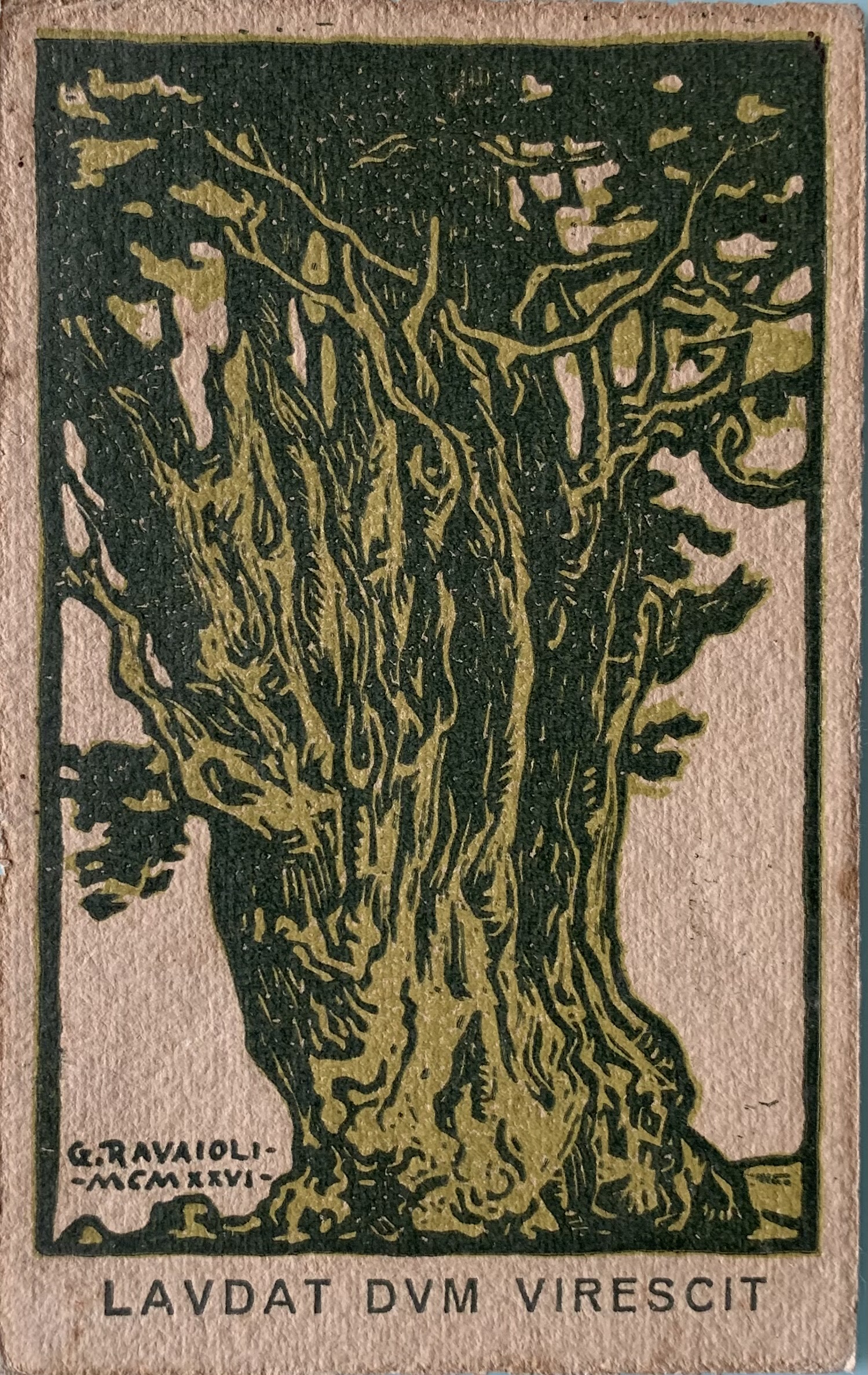 Cartolina d'epoca - Il Cipresso di San Francesco Rimini 1926 - immagine 1