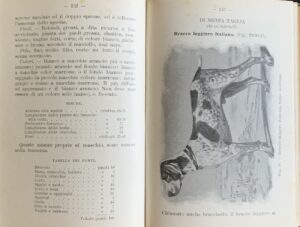 Faelli, Ferruccio - Cani e gatti. Costumi e razze   [Hoepli Milano, 1908] - immagine 4